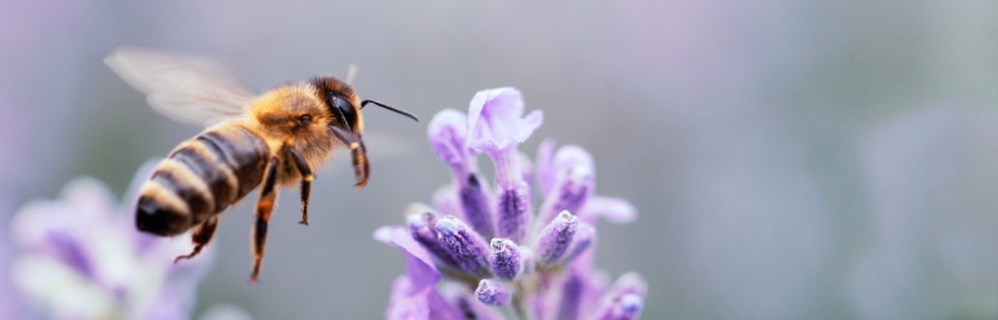 A bee moving over to a flower